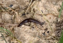Marsh slug