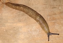 Yellow garden slug