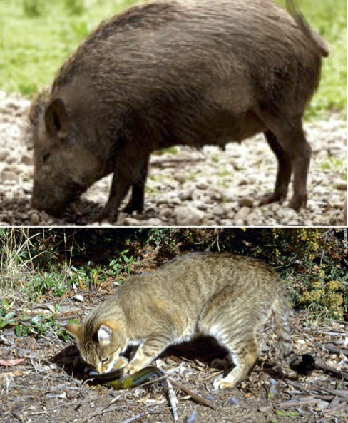 feral cat and feral hog