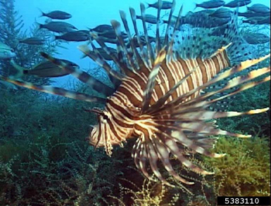 lionfish lionfish