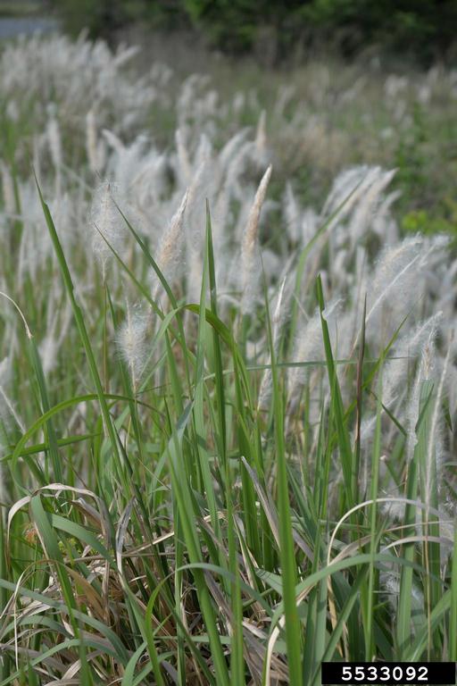 cogongrass plant