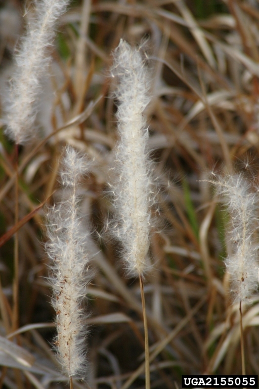 cogongrass seedhead