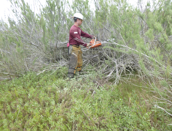 Corps member treating salt cedar with cut stump approach