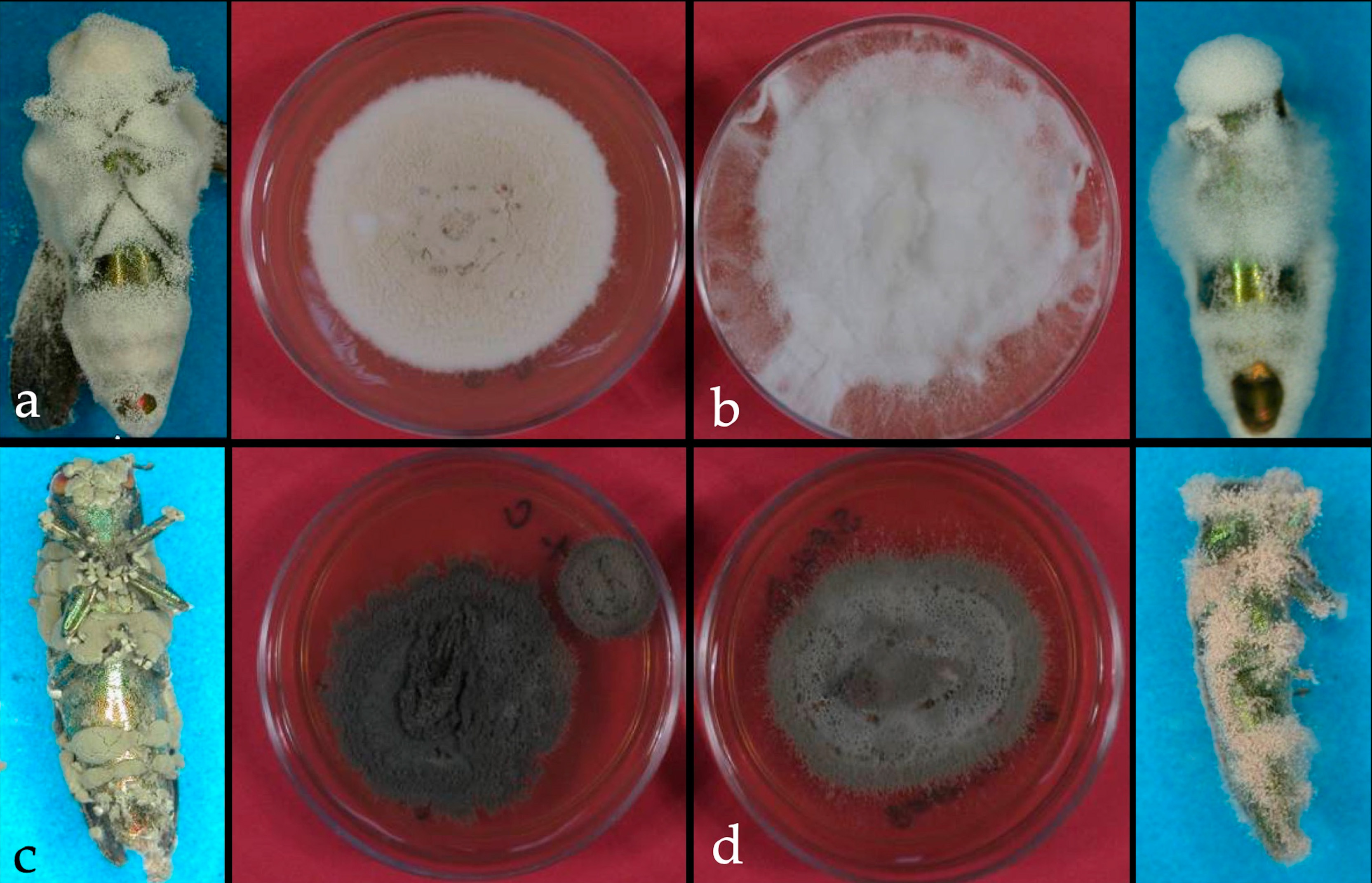 Dara et al 2019 Entomopathogenic fungi on Agrilus planipennis