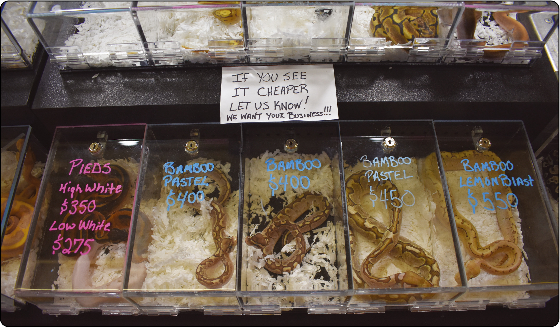 Lockwood et al 2019 image of exotic reptiles being sold at an expo