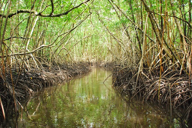 A mangrove forest in the nation of Palau. (USDA Forest Service photo)