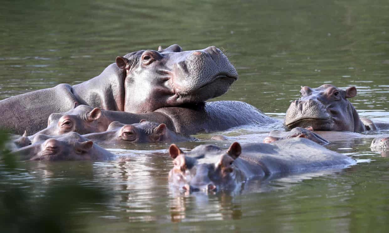 Hippos in the lake on the former private estate of drug kingpin Pablo Escobar. Fernando Vergara.AP