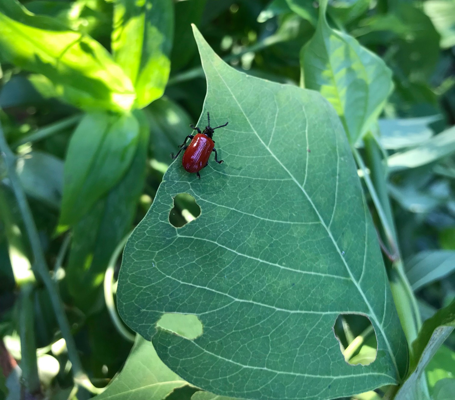 air potato lead beetle. the woodlands township