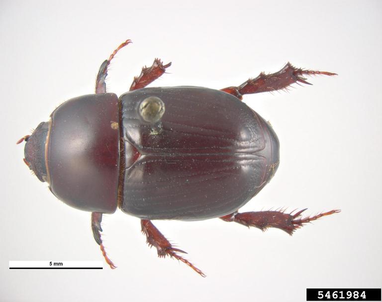 black maize beetle (Heteronychus arator). pest and diseases image library