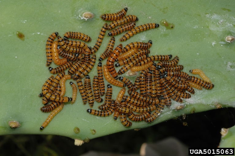 cactus moth larvae. Ignacio Baez. USDA Agricultural Research Service