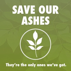 save_our_ashes