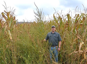 Palmer Amaranth in corn field
