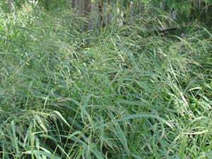 guinea grass