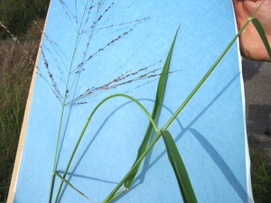 guinea grass