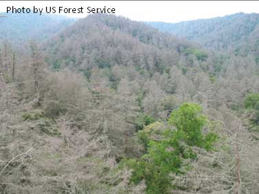 hemlock woolly adelgid damage