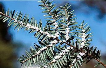 hemlock woolly adelgid