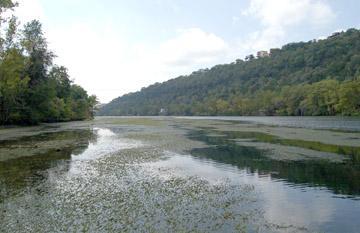 hydrilla on Lake austin