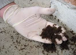 tawny-Crazy-Ants tawny-Crazy-Ants