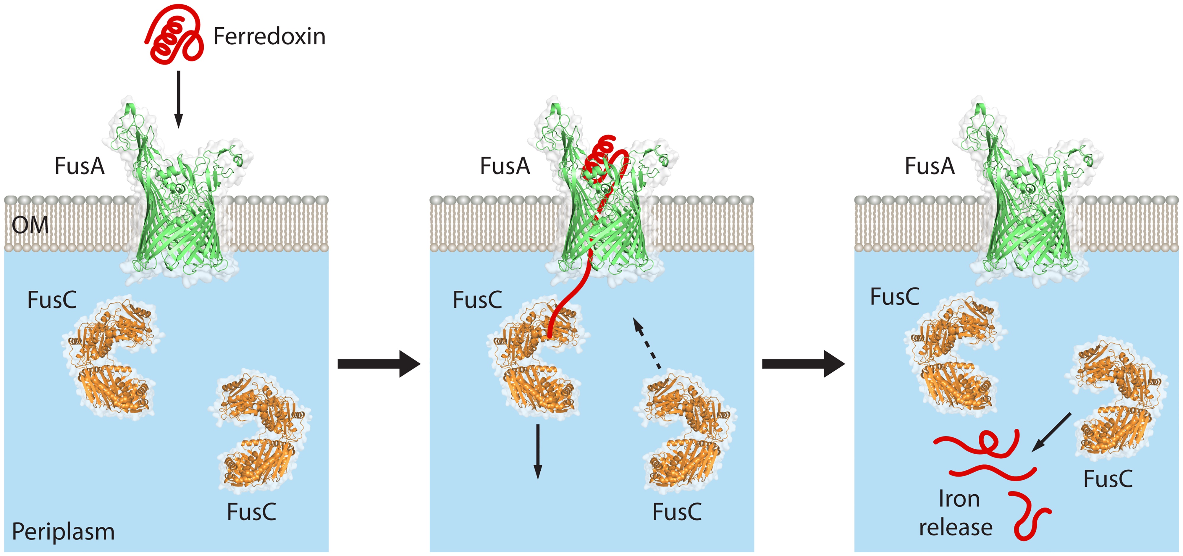 Grinter et al 2022 FusC copy