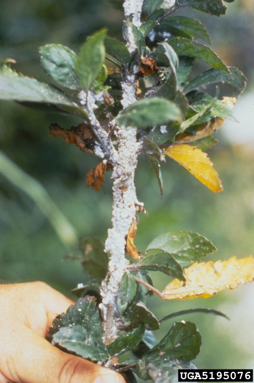 pink hib mealybug infestation. effrey W. Lotz. Florida Department of Agriculture and Consumer Services. Bugwood.org