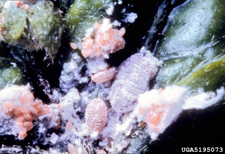 pink hibiscus mealybug Maconellicoccus hirsutus. Jeffrey W. Lotz. Florida Department of Agriculture and Consumer Services. Bugwood.org