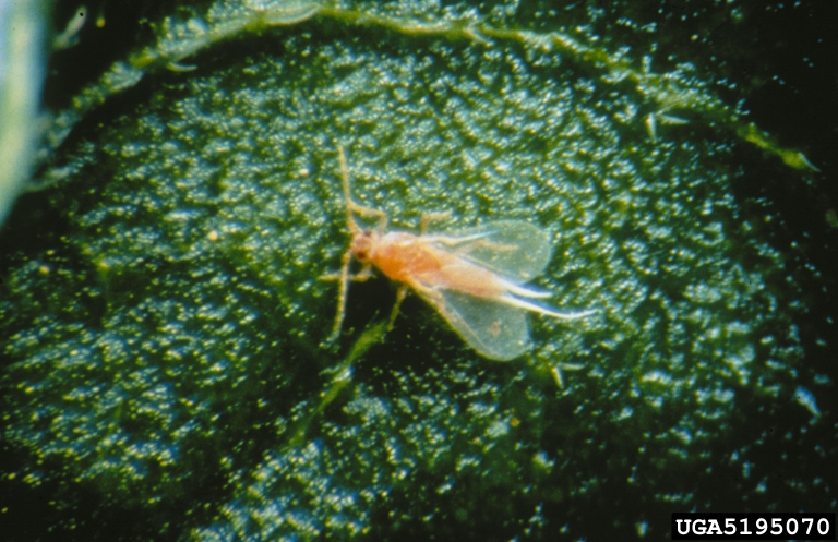 pink hibiscus mealybug male. Florida Division of Plant Industry. Florida Department of Agriculture and Consumer Services. Bugwood.org