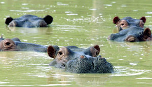 hippos