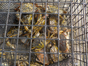 trapped green crabs