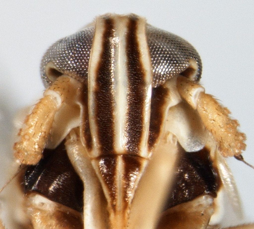Laodelphax striatellus frons. canr.udel.edu
