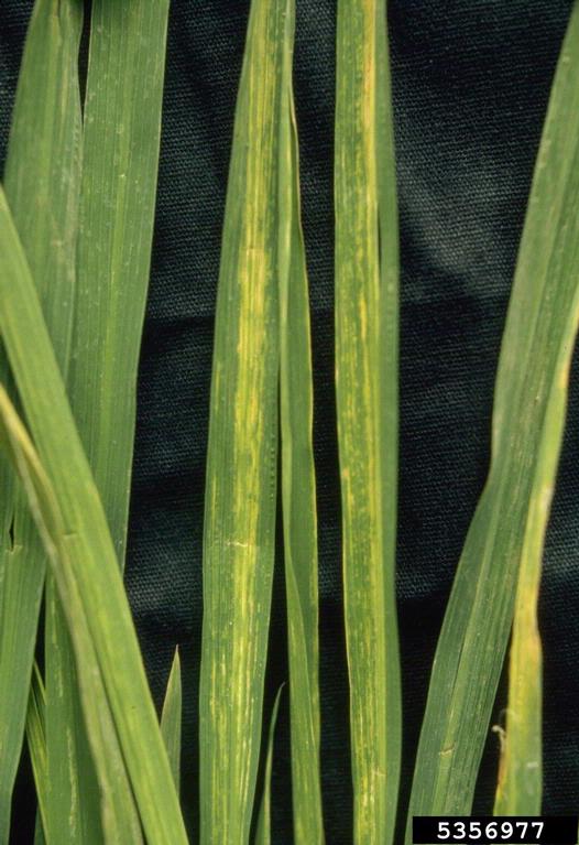 Rice stripe virus. William M. Brown Jr.