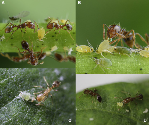 ant-hemiptera mutualism