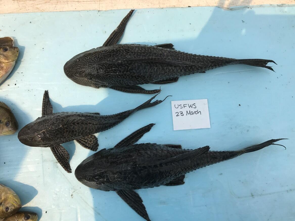 Sailfin catfish (Pterygoplichthys sp.)
