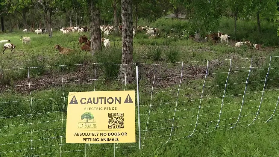 goats. city of dallas