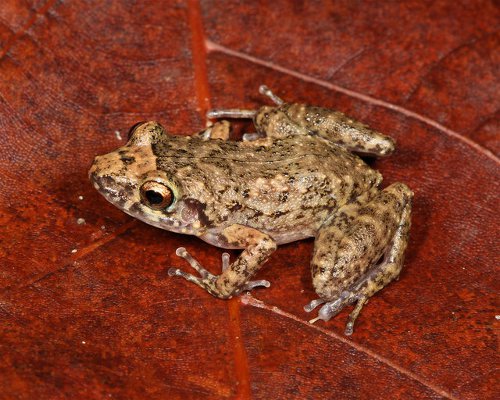 greenhouse frog (Eleutherodactylus planirostris)