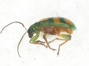 pest at port