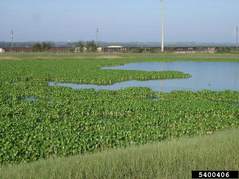 water hyacinth infestation. Graves Lovell Alabama Department of Conservation and Natural Resources Bugwood.org