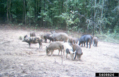 feral_sus_scrofa