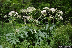 giant_hogweed