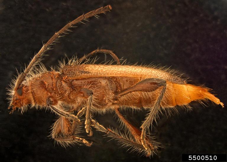 brown fir longhorn beetle. Greg Bartman. USDA APHIS PPQ. Bugwood.org