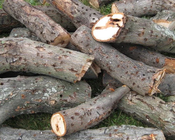 dont move firewood. asian longhorn beetle damage. florida department of ag and consumer services