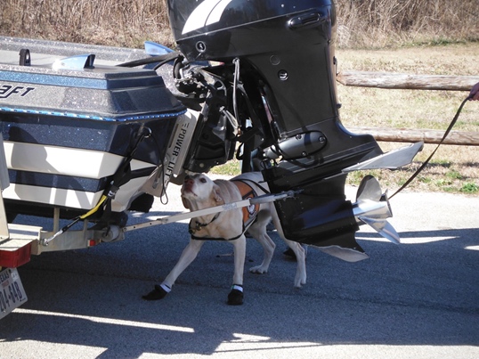 WorkingDogsphoto1 WorkingDogsphoto1