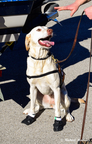 WorkingDogsphoto2 - Michael Mathews Texas Master Naturalist WorkingDogsphoto2 - Michael Mathews Texas Master Naturalist