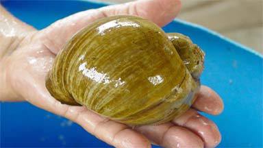 applesnail3 2 applesnail3 2