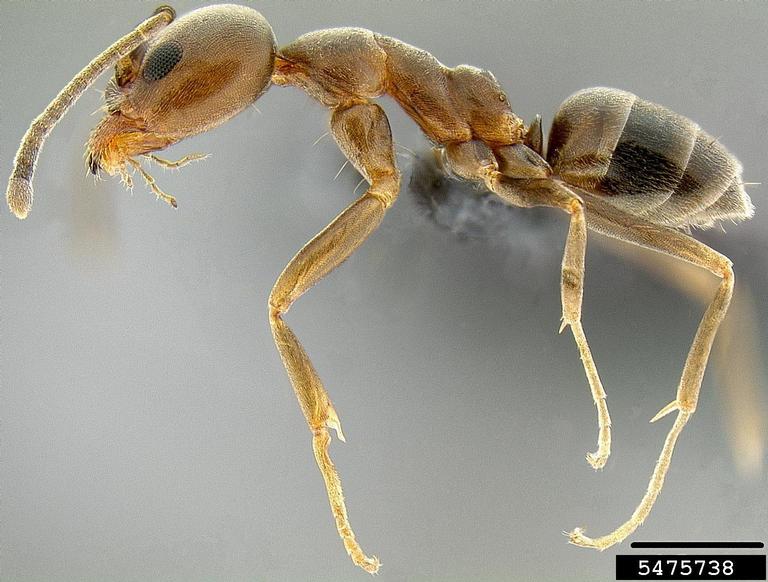 argentine ant. Eli Sarnat. PIAkey. Invasive Ants of the Pacific Islands. USDA APHIS PPQ. Bugwood.org