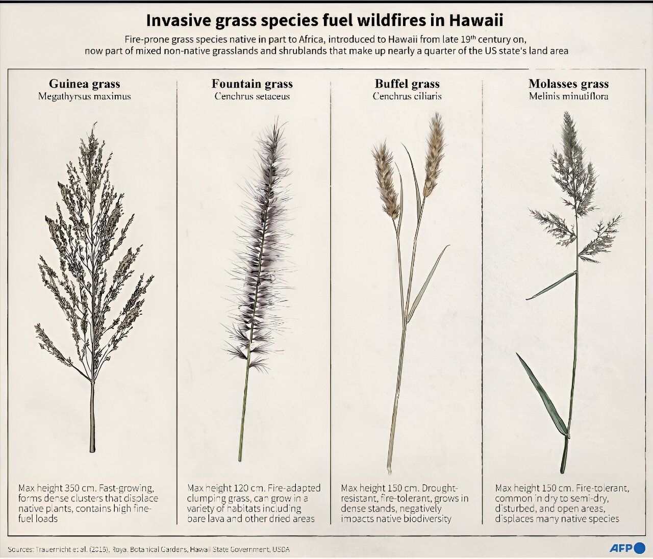 invasive grass fuel wild fire. HI state government. USDA