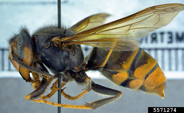 yellow-legged hornet. Allan Smith-Pardo. Invasive Hornets. USDA APHIS PPQ. Bugwood.org