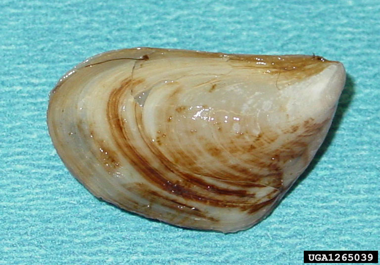 quagga mussel. Amy Benson. U.S. Geological Survey. Bugwood.org
