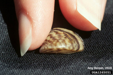 dreissena_polymorpha