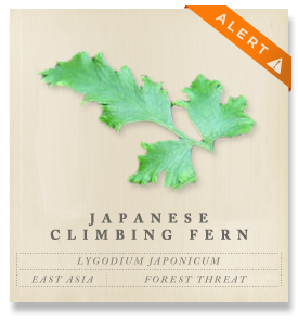 climbing_fern_alert climbing_fern_alert