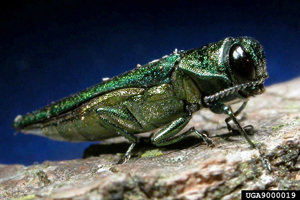 emerald ash borer emerald ash borer